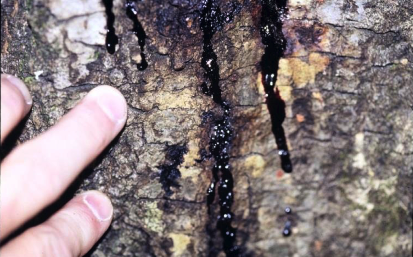 Photo of weeping bark due to Sudden Oak Death